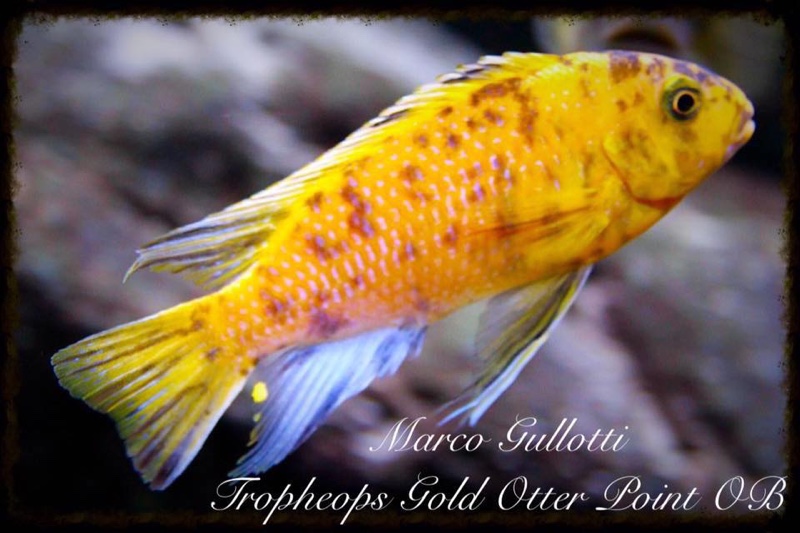 Tropheops sp. 'orange chest' Otter Island